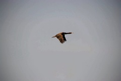 Leucocarbo bougainvillii