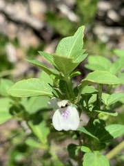 Justicia protracta protracta