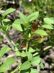 Justicia protracta protracta