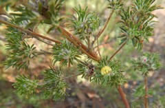 Phyllota pleurandroides