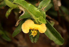 Commelina africana krebsiana