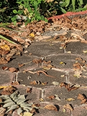 Aspidoscelis communis