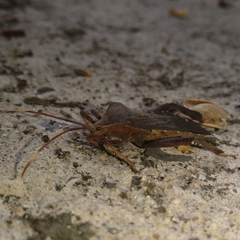 Pseudomictis distinctus