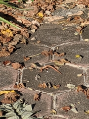 Aspidoscelis communis