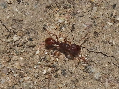 Tetramorium hispidum