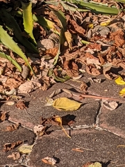 Aspidoscelis communis