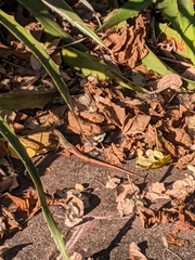 Aspidoscelis communis