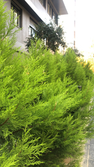 Cupressaceae