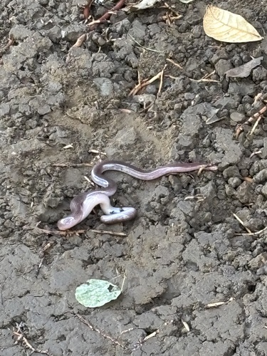 Puerto Rican Coastal Blindsnake