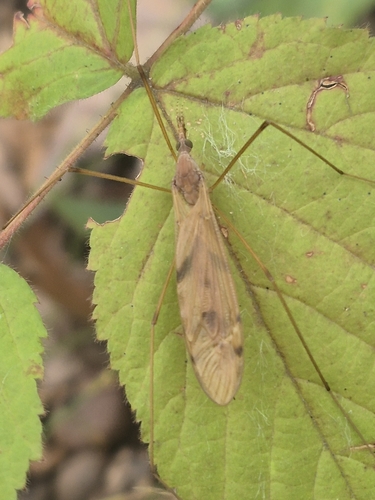 Unknown species found near Oak Hill, Newton, MA, USA