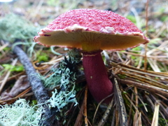 Suillus asiaticus