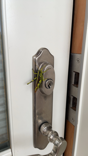 Obscure Bird Grasshopper
