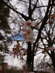 Prunus × subhirtella