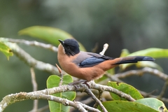 Heterophasia capistrata