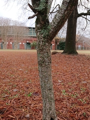 Prunus × subhirtella