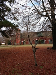Prunus × subhirtella