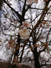 Prunus × subhirtella