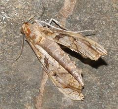 Terastia africana