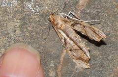 Terastia africana
