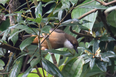 Pterorhinus albogularis