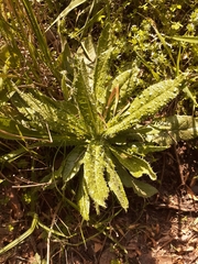 Helminthotheca echioides