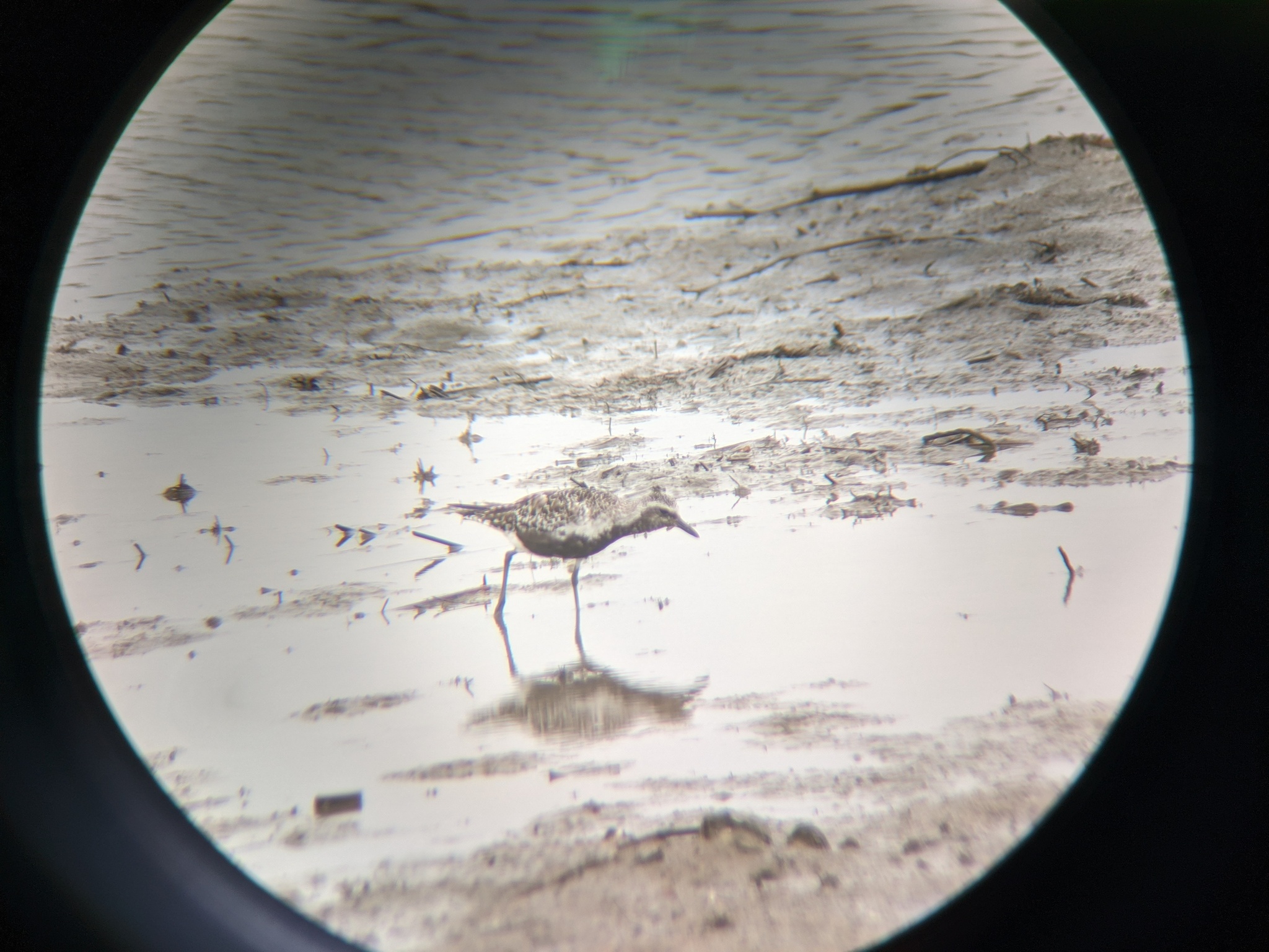 Grey Plover