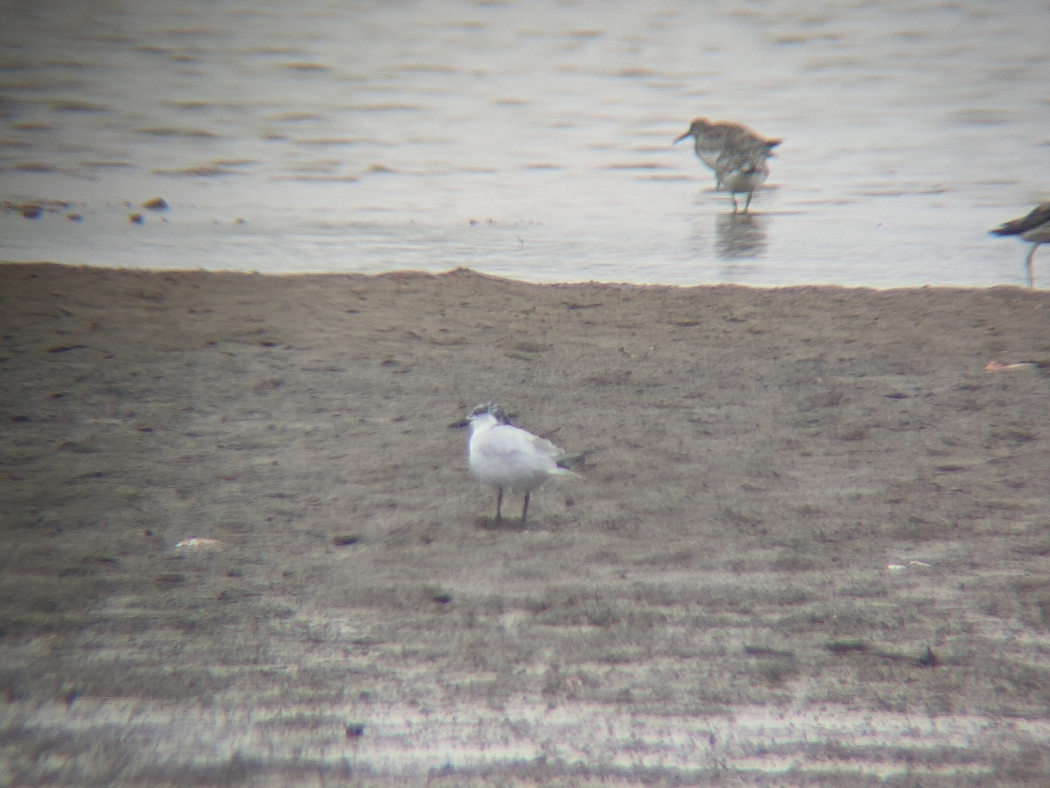 Gull-billed Tern