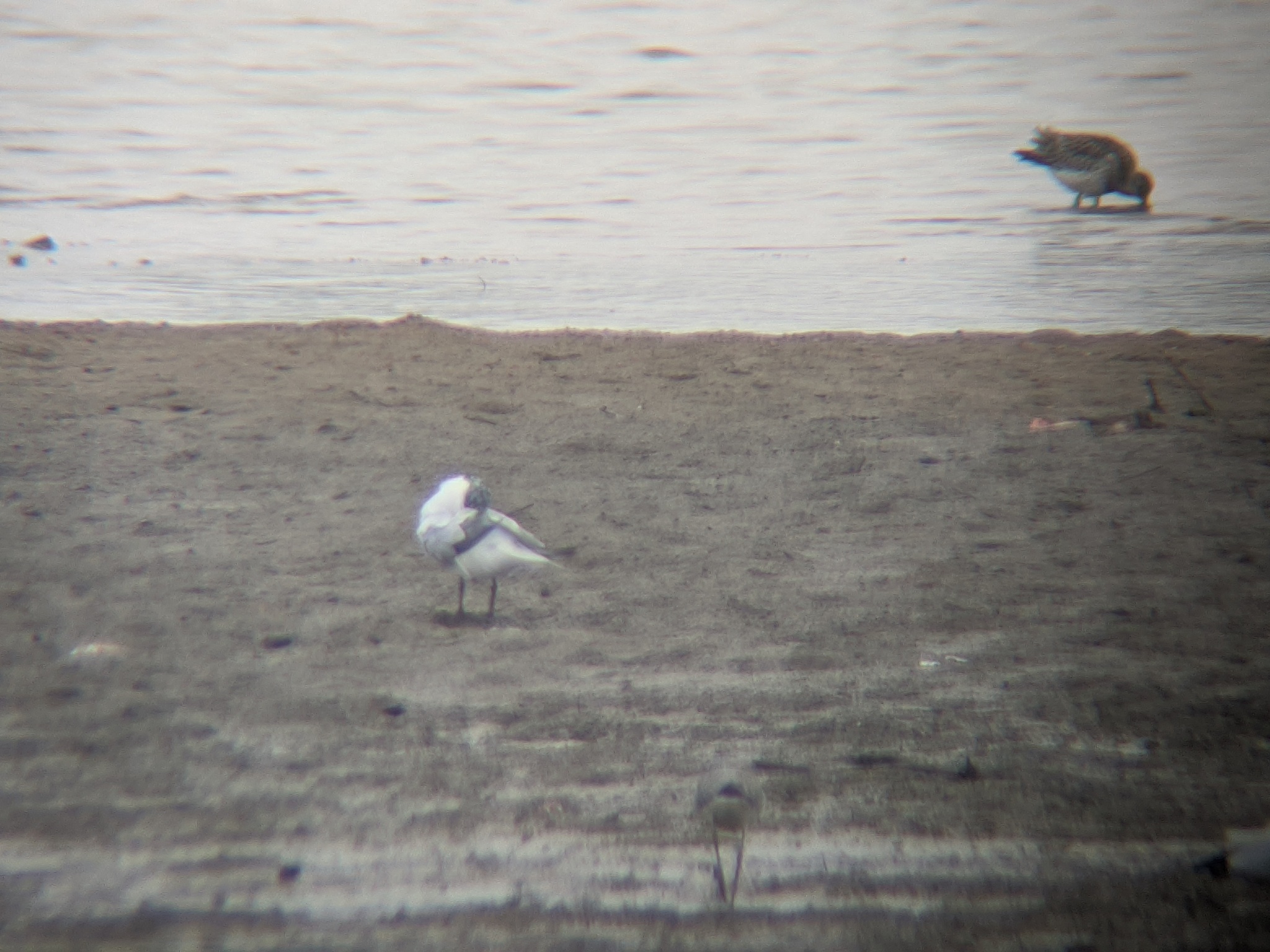 Gull-billed Tern