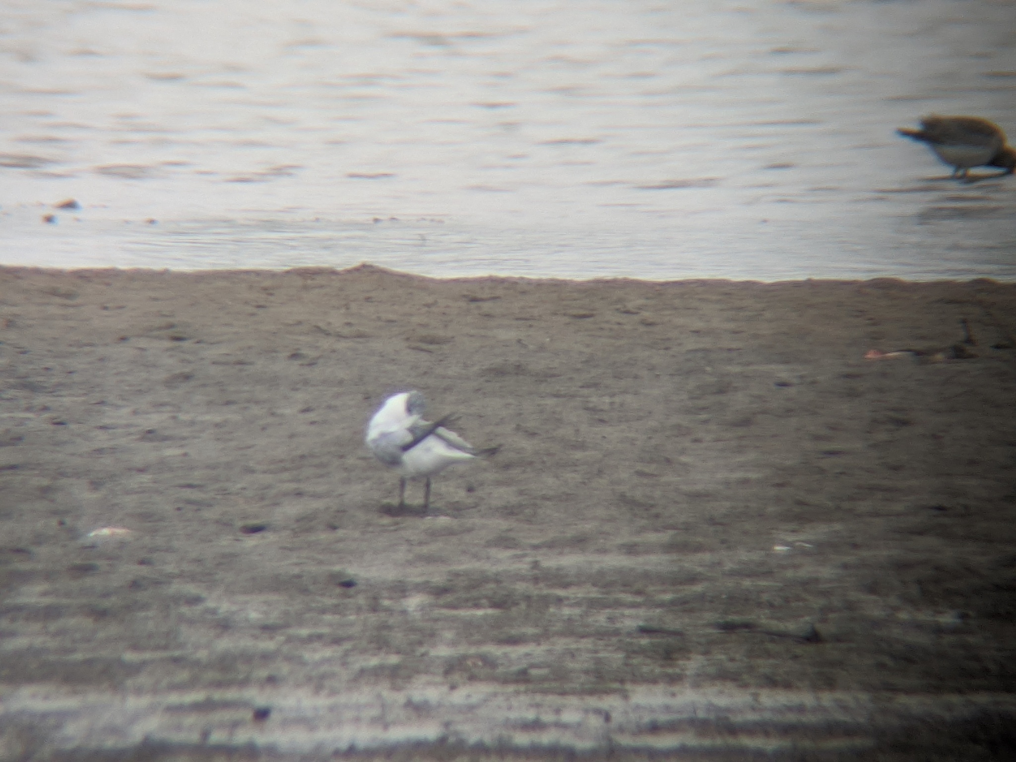 Gull-billed Tern