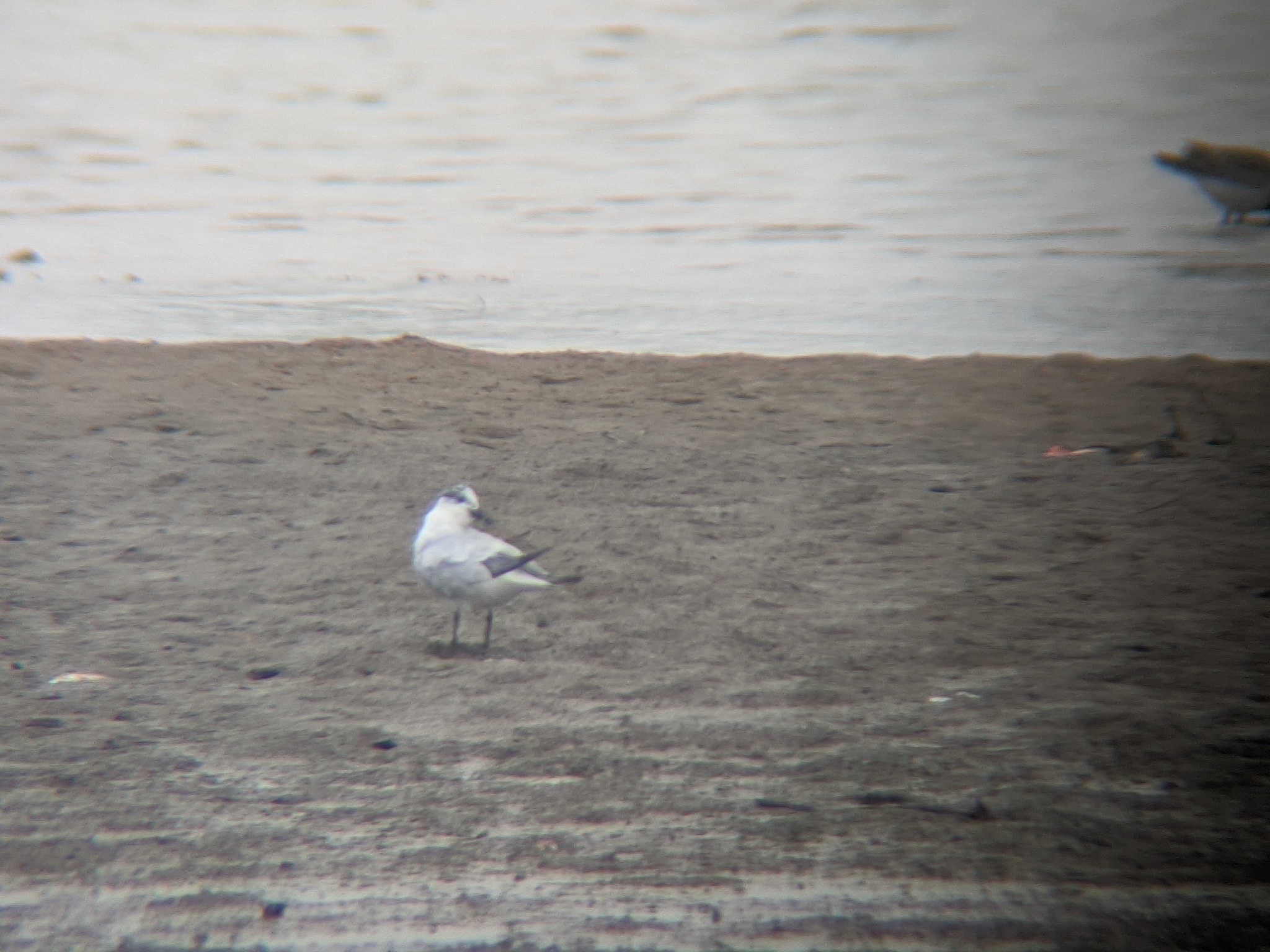 Gull-billed Tern