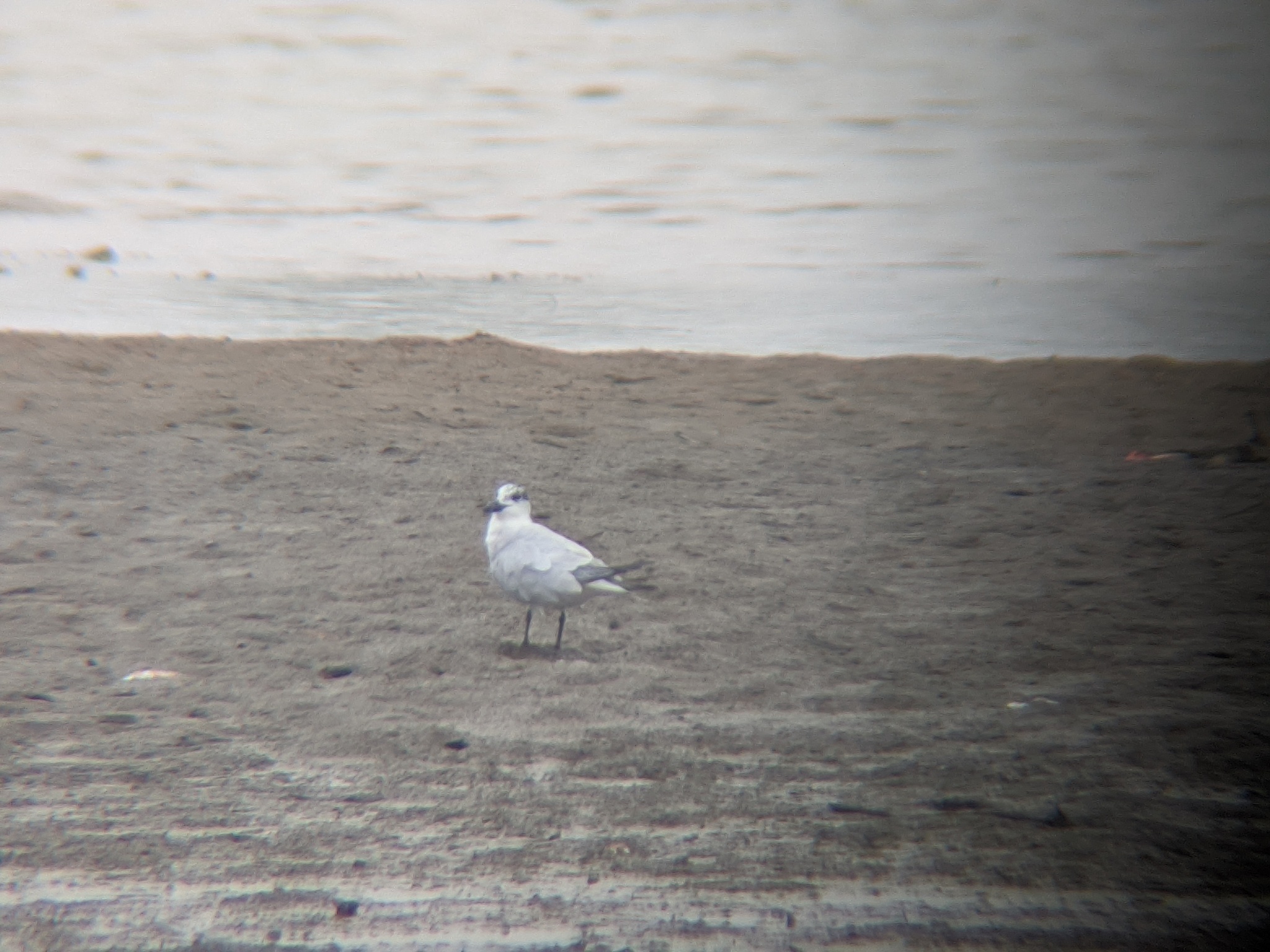 Gull-billed Tern