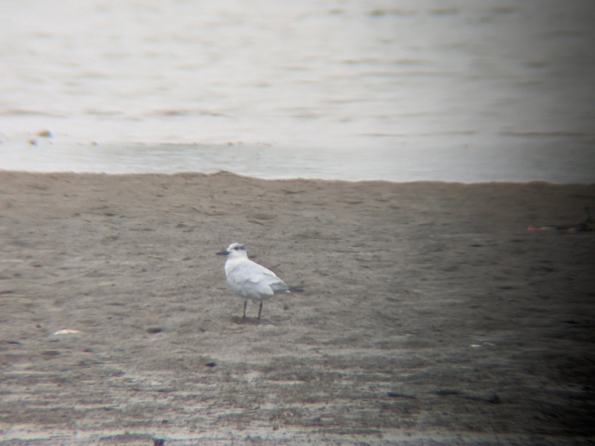 Gull-billed Tern
