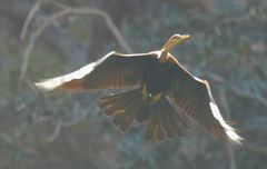 Anhinga rufa vulsini