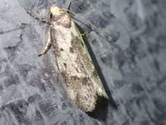 Palimmeces variegata