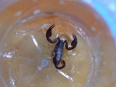 Euscorpius flavicaudis