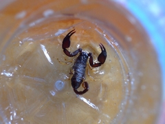 Euscorpius flavicaudis