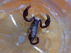 Euscorpius flavicaudis