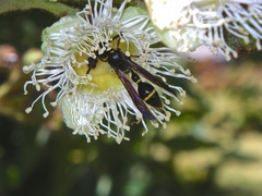 Australozethus tasmaniensis