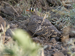 Pterocles lichtensteinii