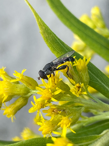 Unknown species found near US-2, Plainfield, VT, US