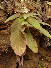 Amalophyllon macrophyllum