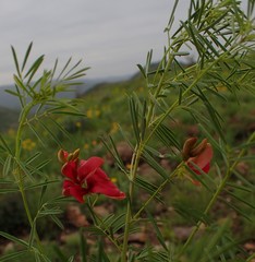Indigofera densa
