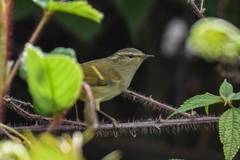 Phylloscopus pulcher