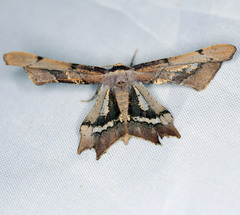 Gonodontis stramenticea