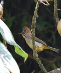 Rufous-Vented Yuhina photo 2