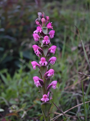 Satyrium nepalense (Satyrium nepalense)