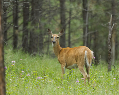 White-tailed Deer photographed in South Dakota