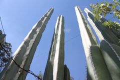 Lophocereus marginatus
