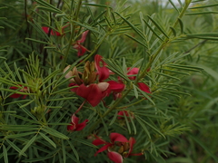 Indigofera densa