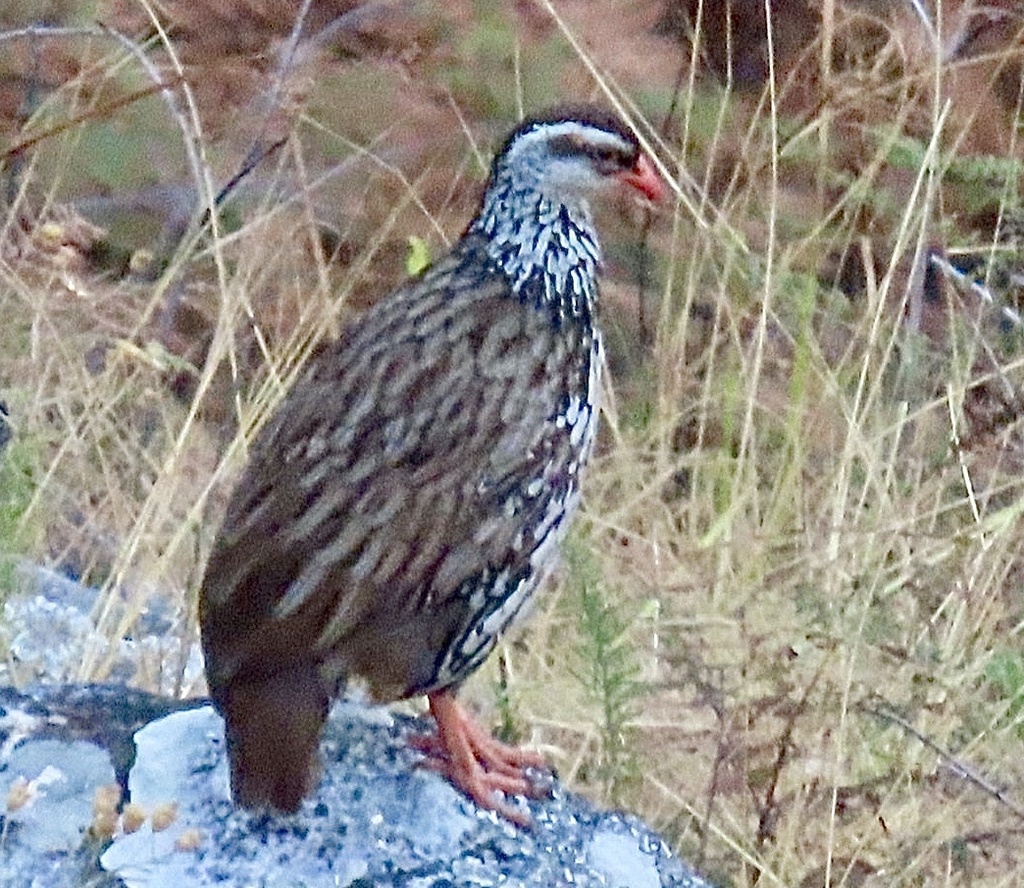 Swierstra's Francolin